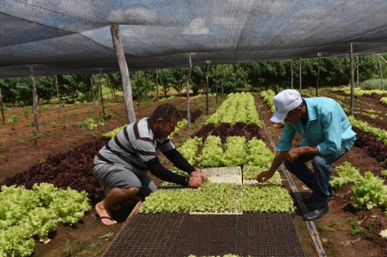 Dia do Agricultor e da Agricultora Familiar é comemorado nesta quarta