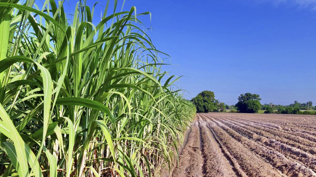 IPA avança em processo emergencial para garantir fertilizantes à agricultura familiar